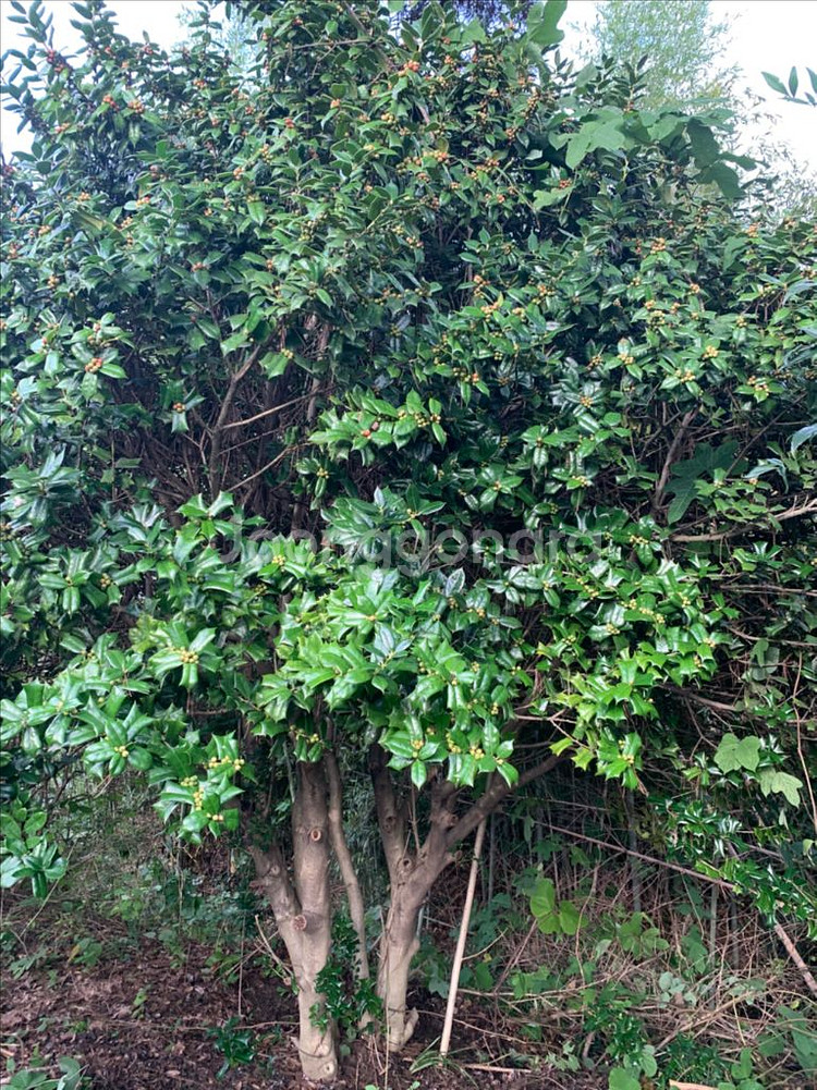 다간형 호랑가시나무--2