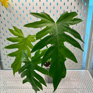 필로덴드론 라디아튬 바리에가타 탑