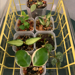 호야 A 초보자 세트