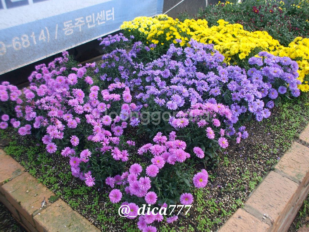 후지필름 파인픽스 A800 디카--8