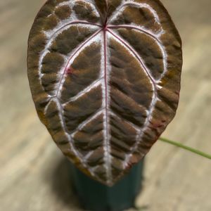 안스리움 미쉘 닥블