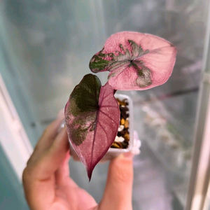 알로카시아 세렌디피티바리에가타