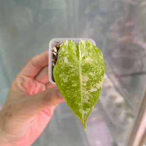 알로카시아 핑크드래곤알보바리에가타1