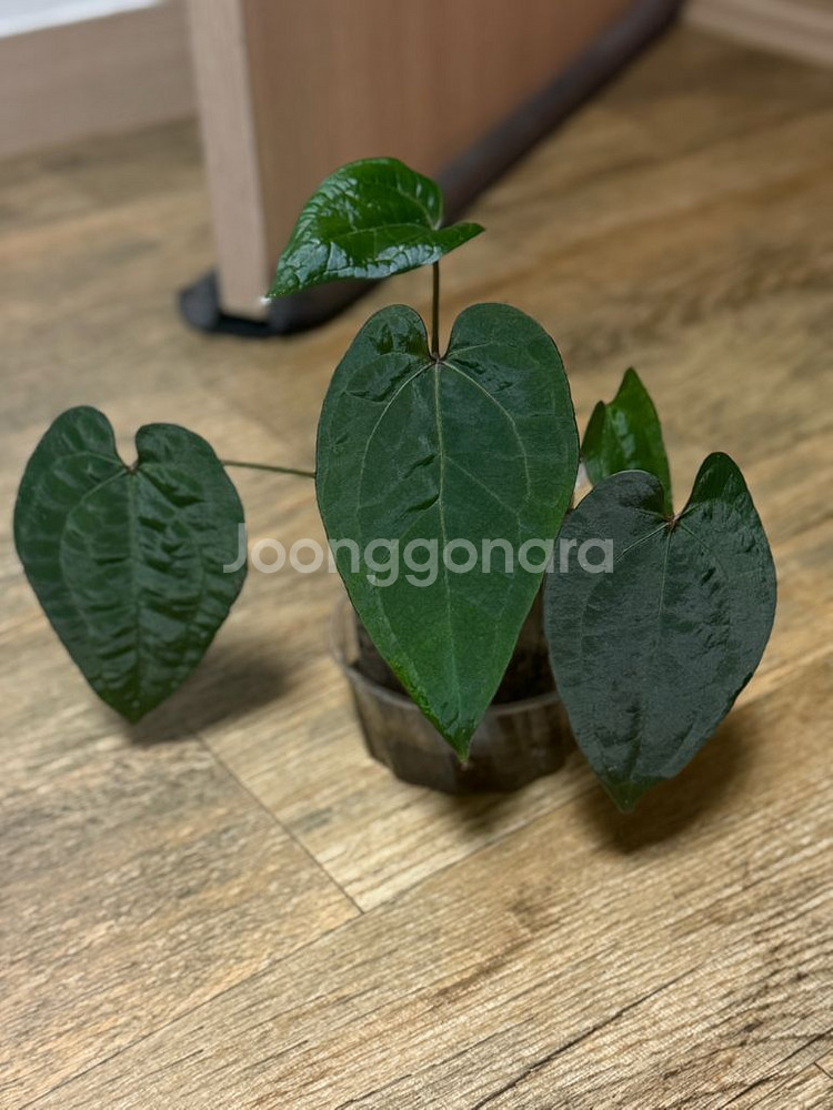 안스리움 에오스 다크폼--0