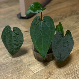 안스리움 에오스 다크폼