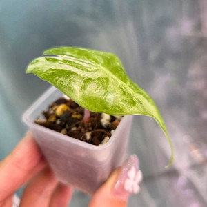 알로카시아 핑크드래곤알보바리에가타2