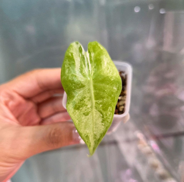 알로카시아 핑크드래곤알보바리에가타2--1