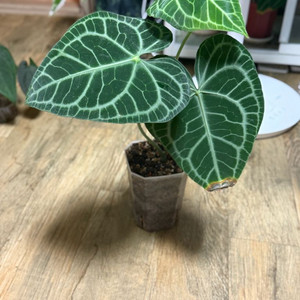 안스리움 클라리네비움 하이브리드