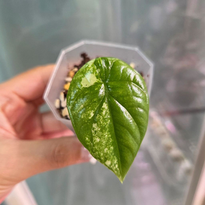 알로카시아 시누아타화이트바리에가타