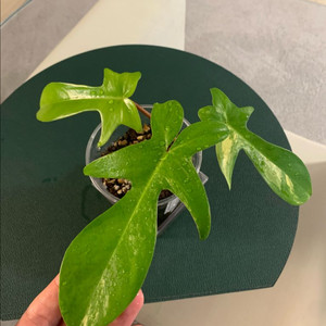 [필로덴드론] 뷰티 바리에가타