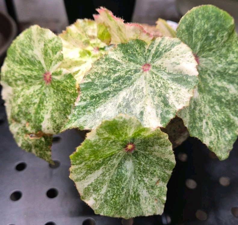 무늬최상))무늬루즈 베고니아.실습--6