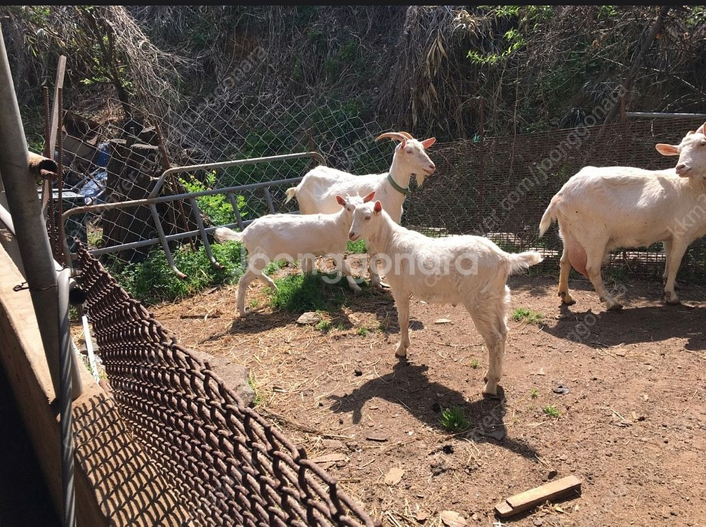 산양분양합니다.--4