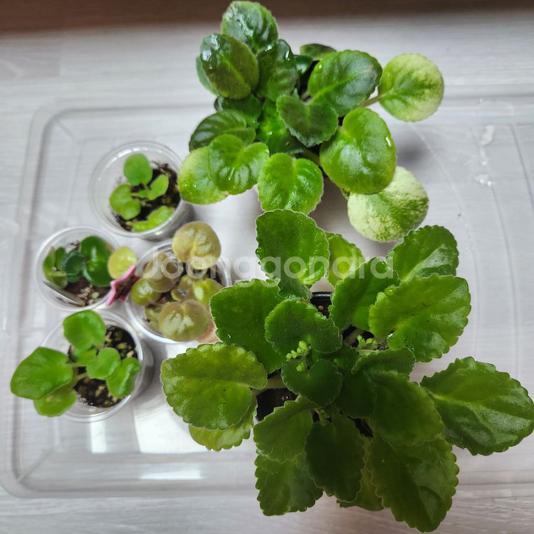 러시아바이올렛.미니바이올렛 대품.6종--0