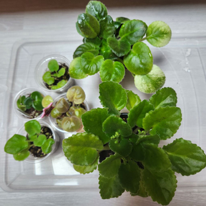 러시아바이올렛.미니바이올렛 대품.6종