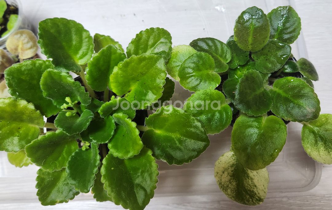 러시아바이올렛.미니바이올렛 대품.6종--3