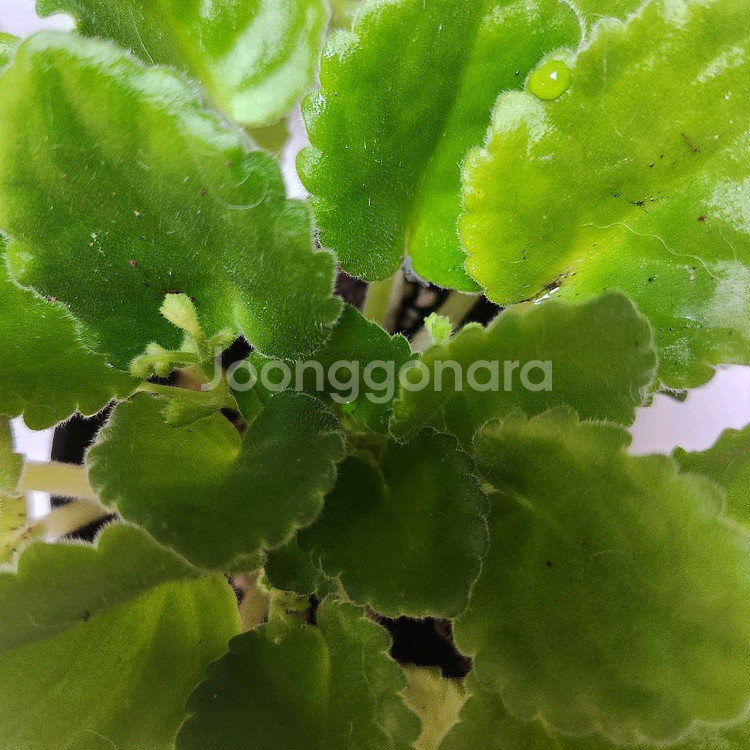 러시아바이올렛.미니바이올렛 대품.6종--2