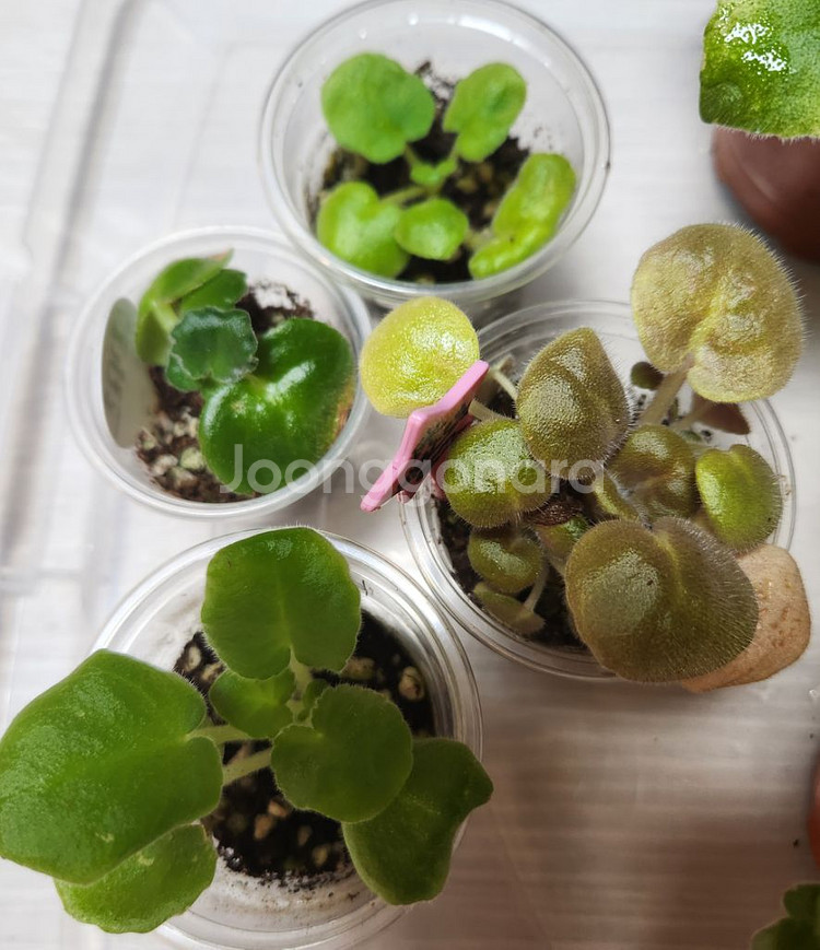 러시아바이올렛.미니바이올렛 대품.6종--1