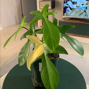 [필로덴드론] 뷰티 바리에가타