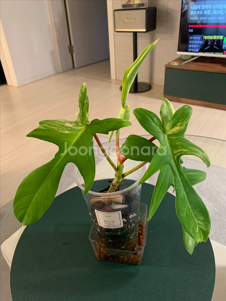 [필로덴드론] 뷰티 바리에가타--0