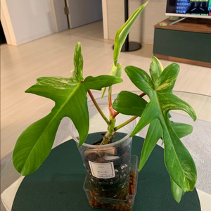 [필로덴드론] 뷰티 바리에가타