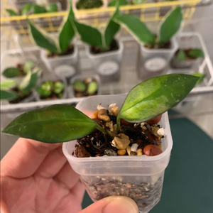 [호야] 아사미 리버스