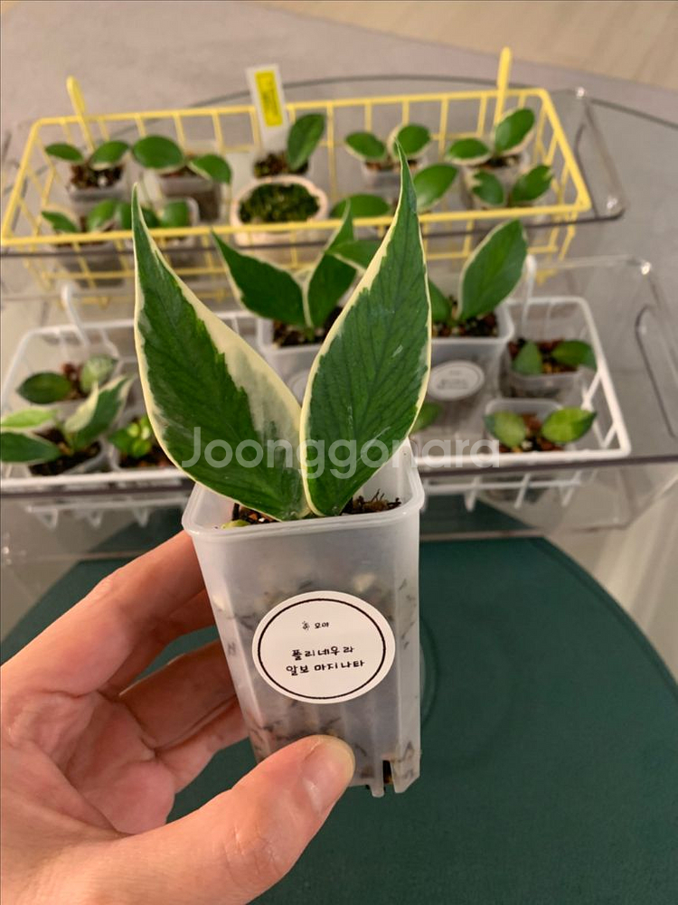 [호야] 폴리알보--0