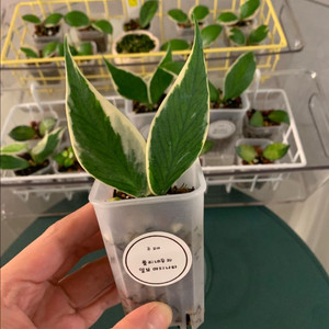 [호야] 폴리알보