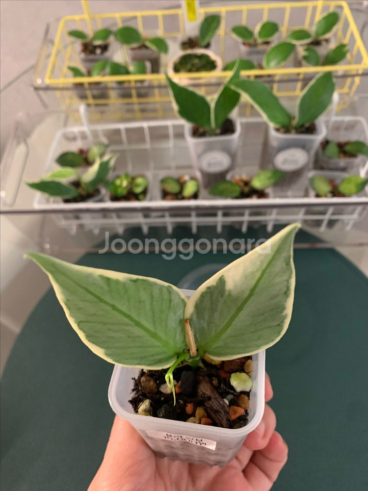 [호야] 폴리알보--1