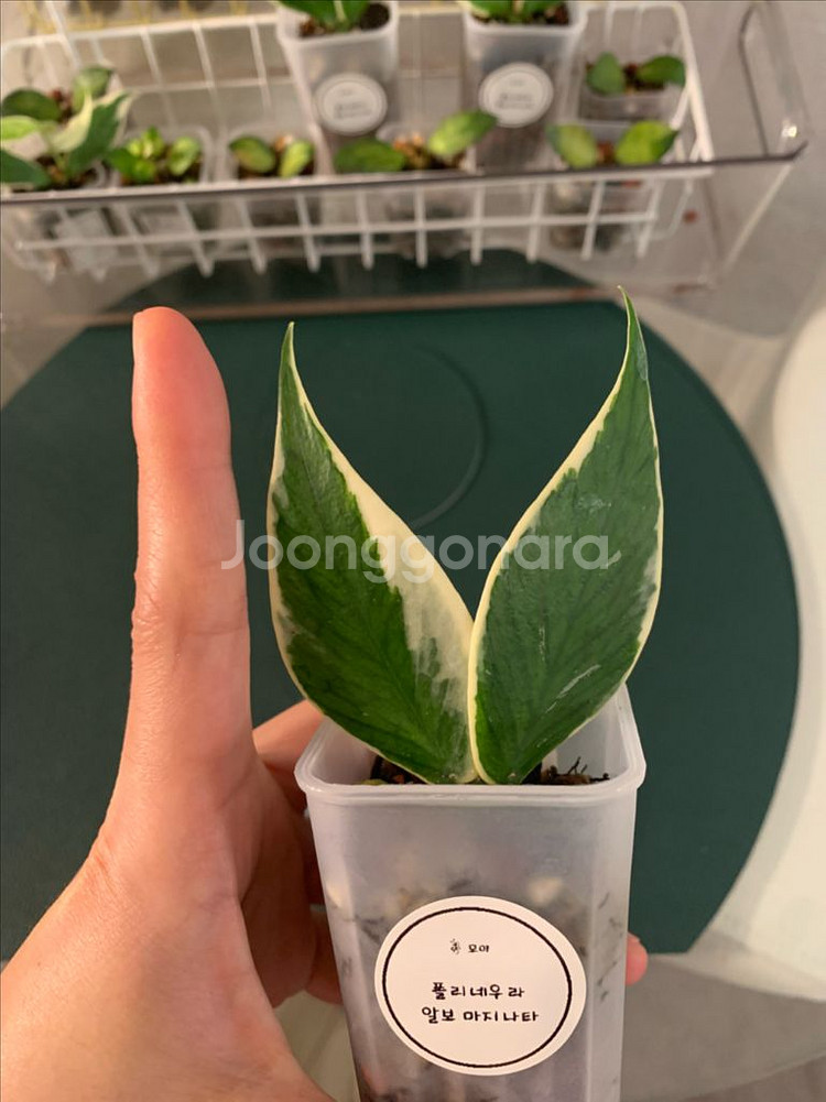 [호야] 폴리알보--2