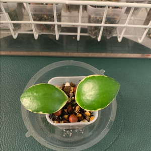 [호야] 인커블라 알보