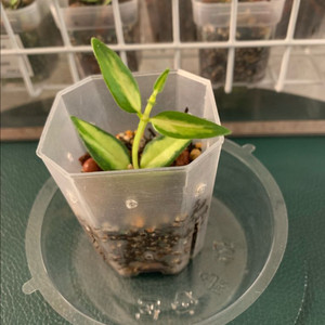 [호야] 벨라 루이부아