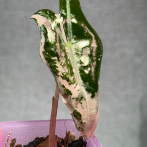 노빌리스 핑크 바리에가타