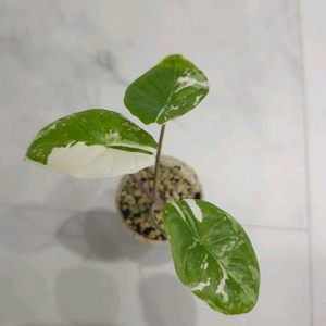 알로카시아 포니카타 바리에가타 알보