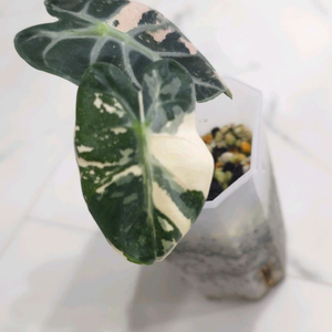 알로카시아 하트벌룬 바리에가타