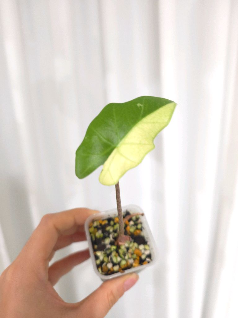 알로카시아 포토도라 바리에가타