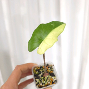 알로카시아 포토도라 바리에가타