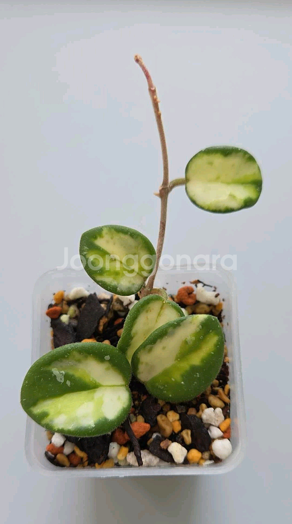 호야 마틸드바리에가타--0