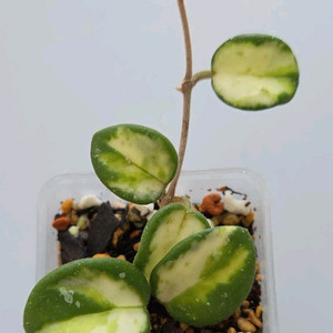 호야 마틸드바리에가타