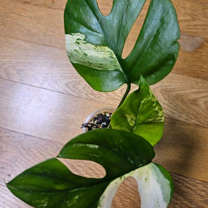 마블 히메 몬스테라 (설린)