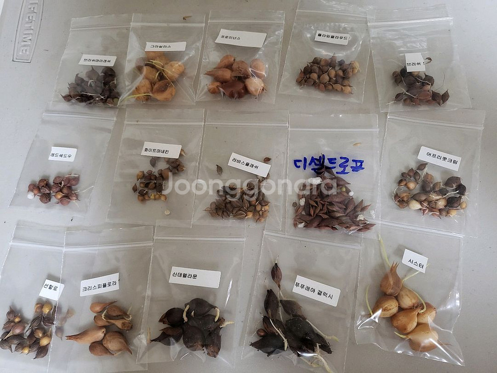 사랑초 15종 마지막 분양 (제라늄은 10월말부터 분양--0