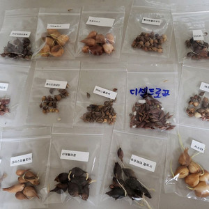 사랑초 15종 마지막 분양 (제라늄은 10월말부터 분양