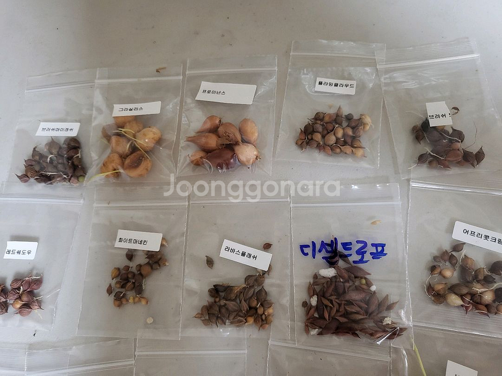 사랑초 15종 마지막 분양 (제라늄은 10월말부터 분양--1