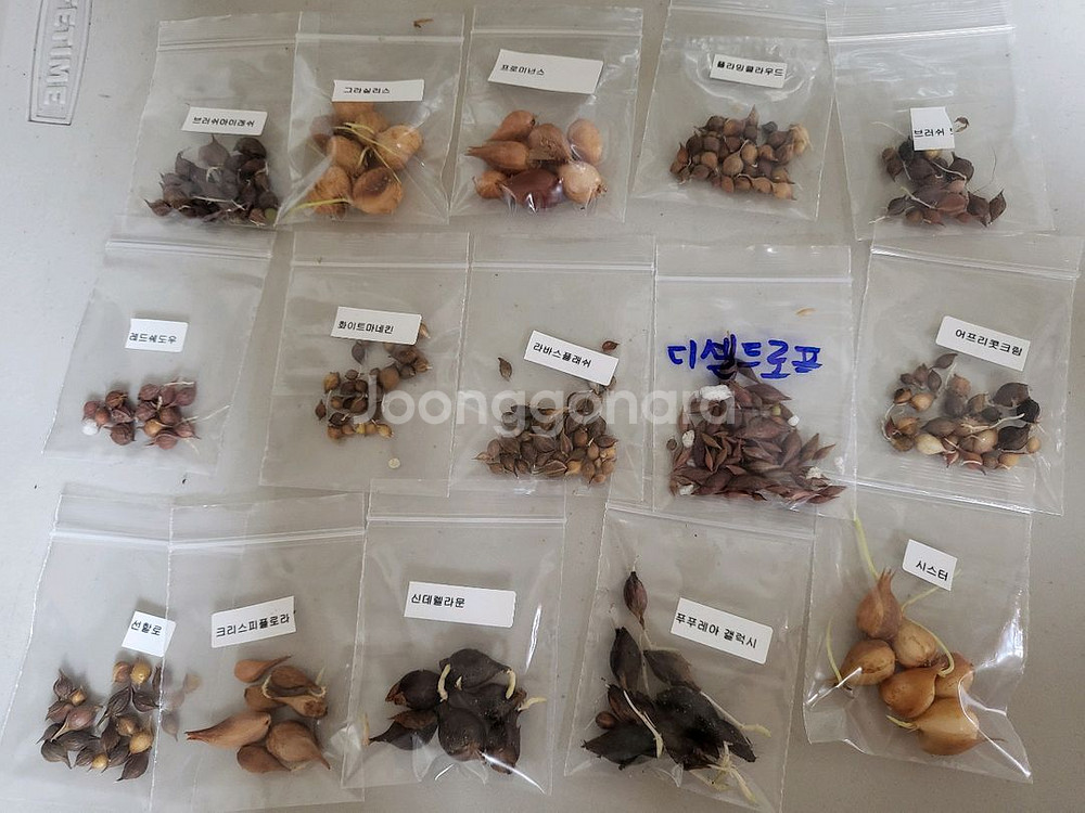 사랑초 15종 마지막 분양 (제라늄은 10월말부터 분양--2