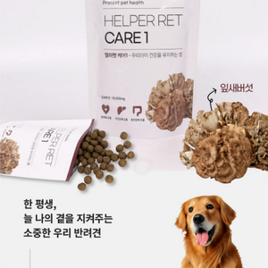 알로카시아 몬스테라 식집사님 애견 사료 무료 드림