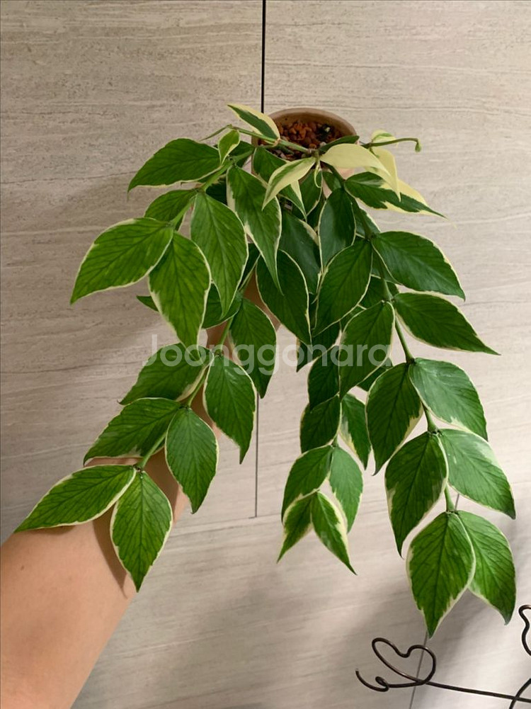 [호야] 폴리알보--3