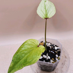 칼라디움 알파벳