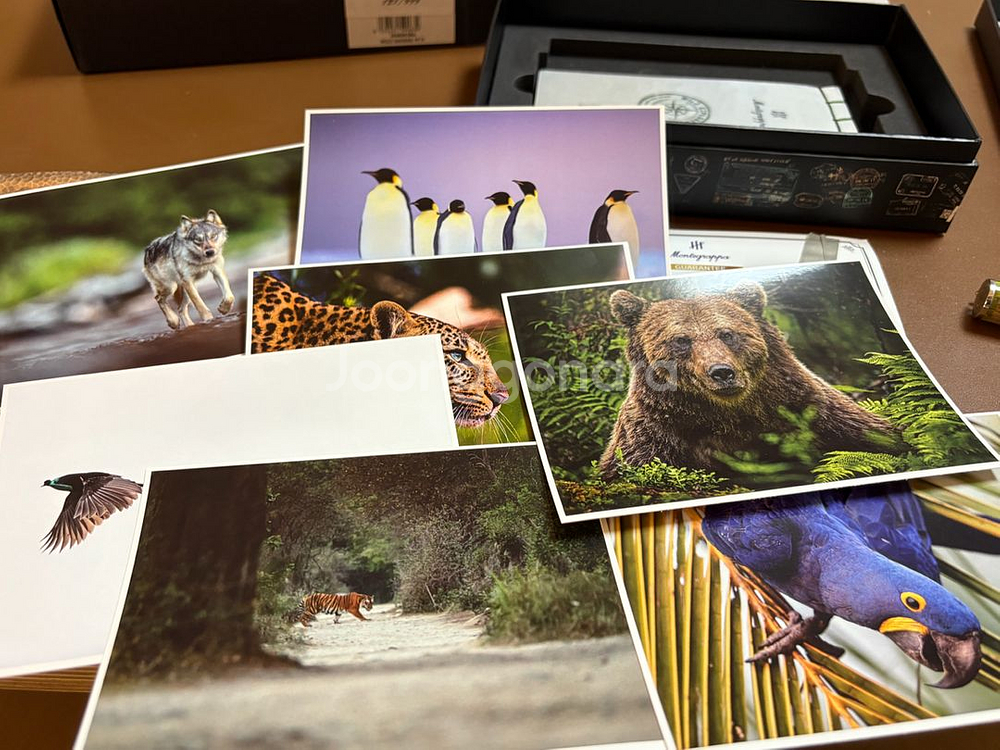 몬테그라파 와일드 바오밥 한정판 만년필--4