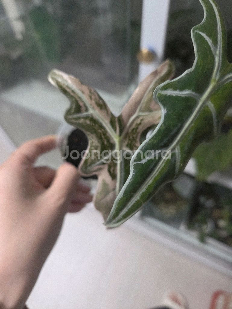 알로카시아 노빌리스 트리컬러--0