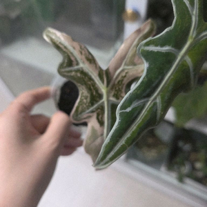 알로카시아 노빌리스 트리컬러