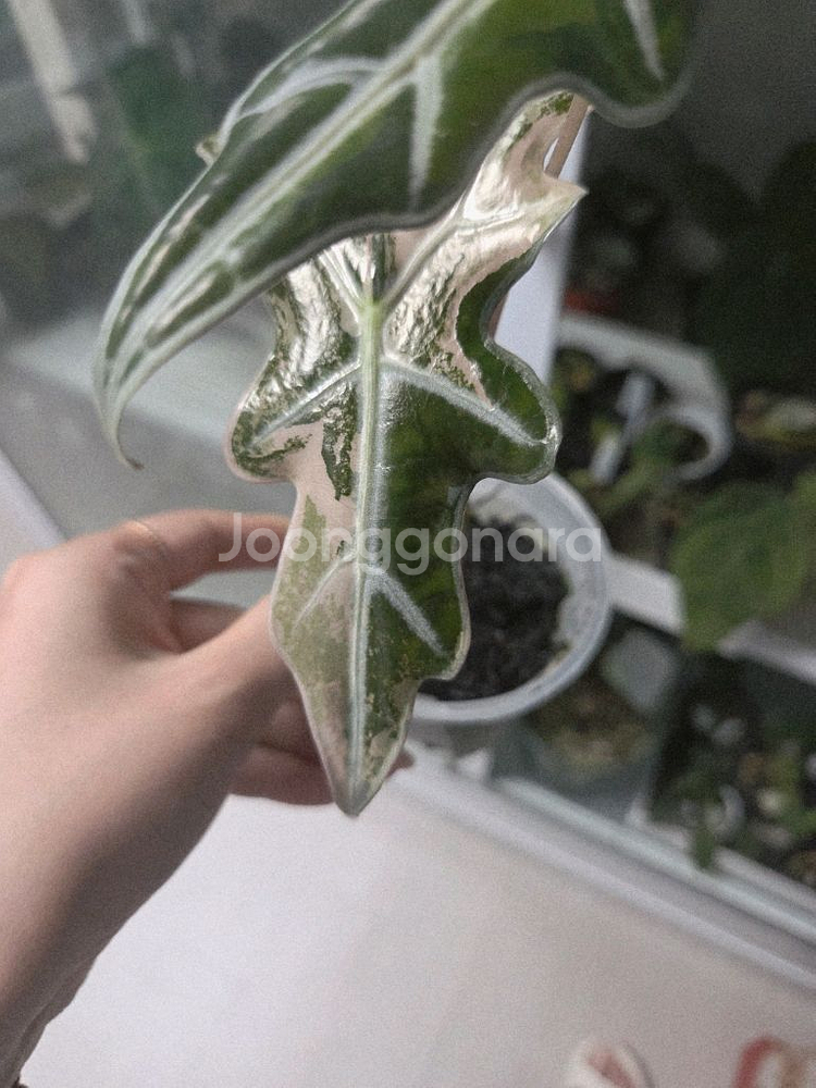 알로카시아 노빌리스 트리컬러--1